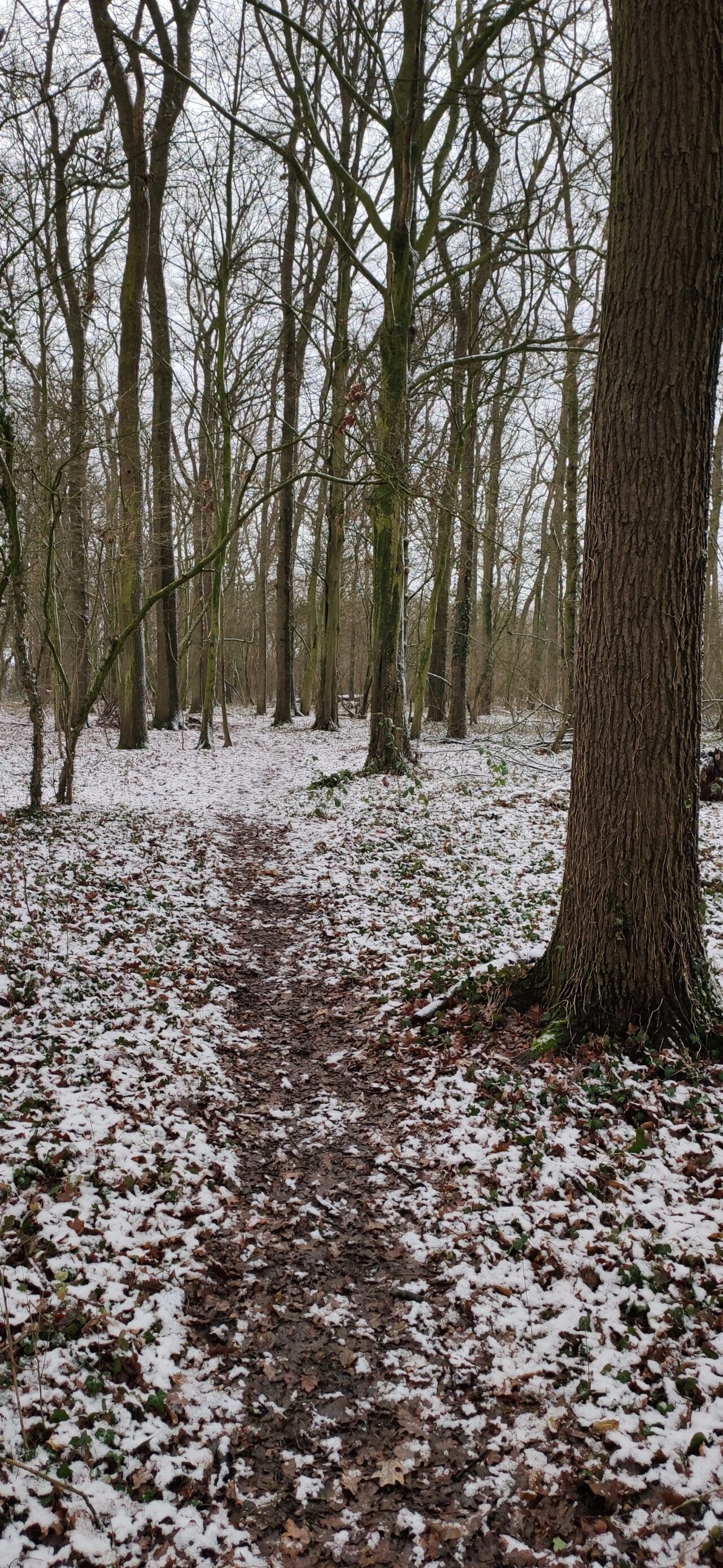 Winterwandern Drensteinfurt 2026 | DJK-Drensteinfurt