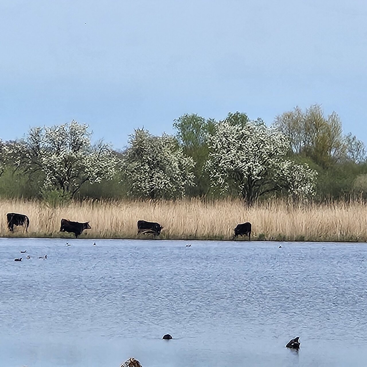 Wandern im Europareservat Rieselfelder Münster | Wandern mit Manni | DJK Drensteinfurt